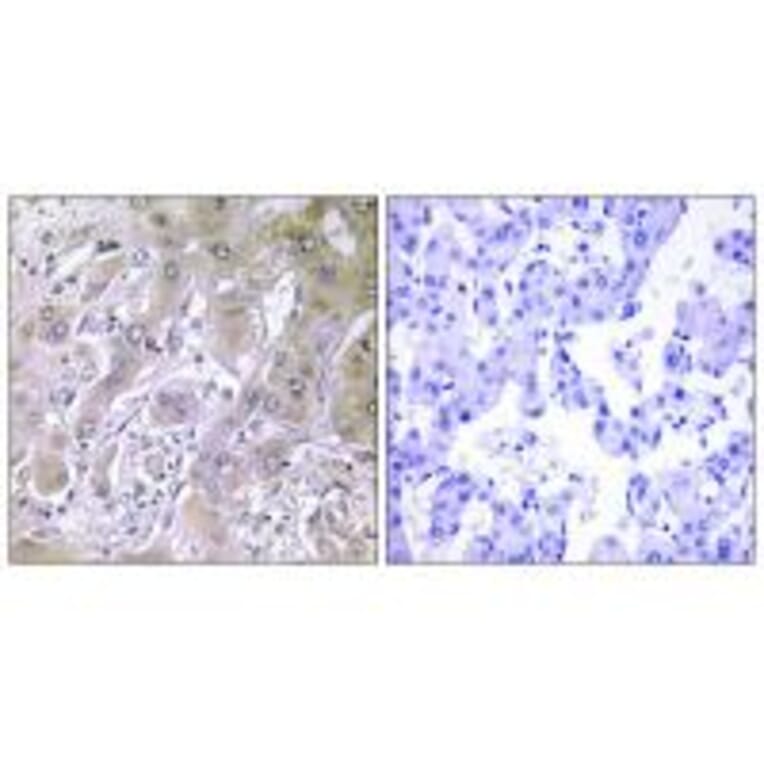 Immunohistochemistry - ACOT12 Antibody from Signalway Antibody (34380) - Antibodies.com