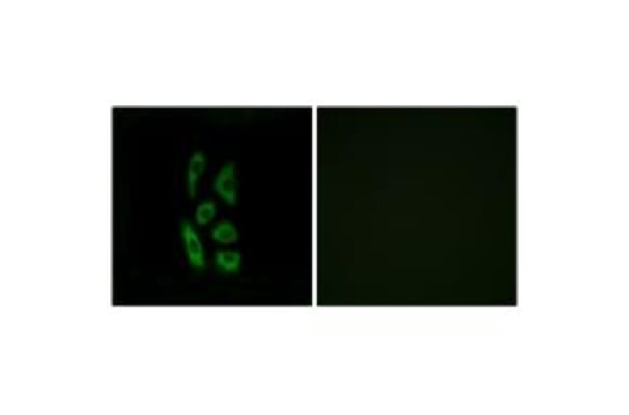 Immunofluorescence - ACOT12 Antibody from Signalway Antibody (34380) - Antibodies.com