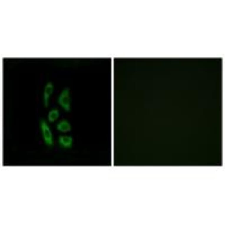 Immunofluorescence - ACOT12 Antibody from Signalway Antibody (34380) - Antibodies.com