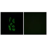 Immunofluorescence - ACOT12 Antibody from Signalway Antibody (34380) - Antibodies.com