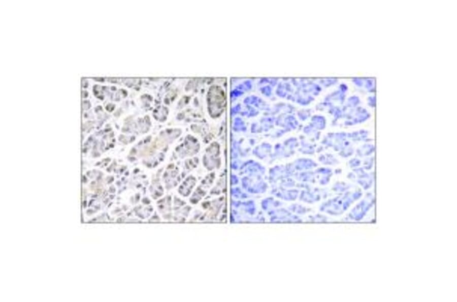 Immunohistochemistry - ATP5G3 Antibody from Signalway Antibody (34451) - Antibodies.com
