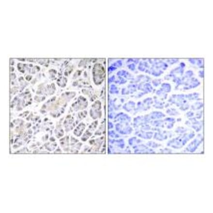Immunohistochemistry - ATP5G3 Antibody from Signalway Antibody (34451) - Antibodies.com