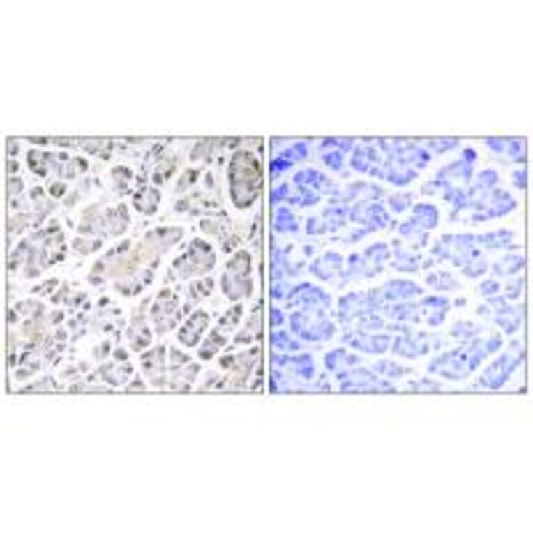 Immunohistochemistry - ATP5G3 Antibody from Signalway Antibody (34451) - Antibodies.com