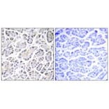 Immunohistochemistry - ATP5G3 Antibody from Signalway Antibody (34451) - Antibodies.com