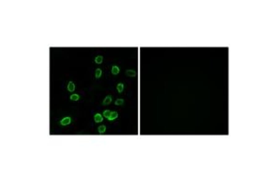 Immunofluorescence - ATP5G3 Antibody from Signalway Antibody (34451) - Antibodies.com
