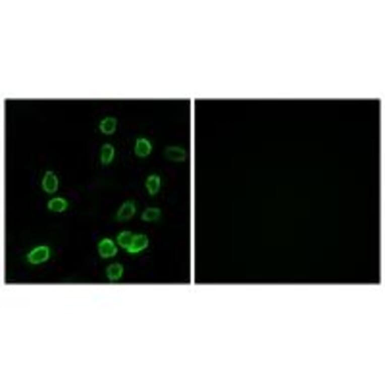 Immunofluorescence - ATP5G3 Antibody from Signalway Antibody (34451) - Antibodies.com