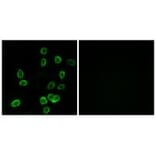 Immunofluorescence - ATP5G3 Antibody from Signalway Antibody (34451) - Antibodies.com