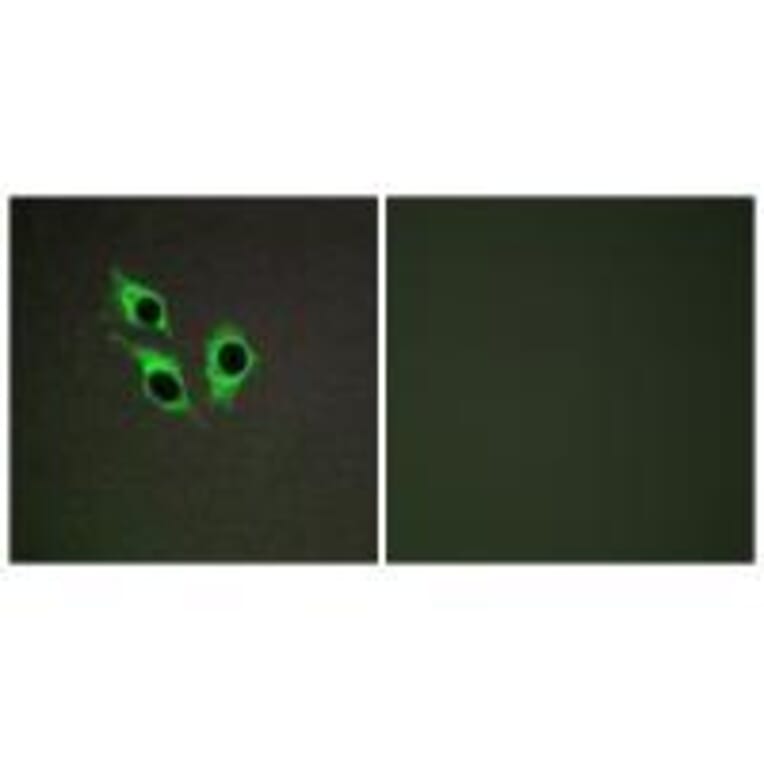 Immunofluorescence - TM16J Antibody from Signalway Antibody (33552) - Antibodies.com