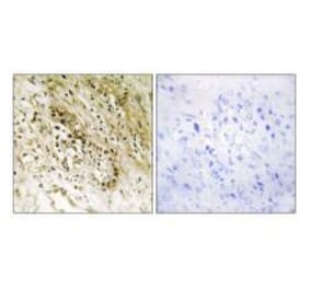 Immunohistochemistry - PDZD2 Antibody from Signalway Antibody (33574) - Antibodies.com