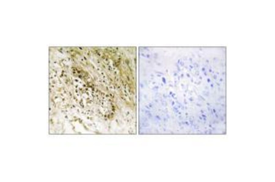 Immunohistochemistry - PDZD2 Antibody from Signalway Antibody (33574) - Antibodies.com