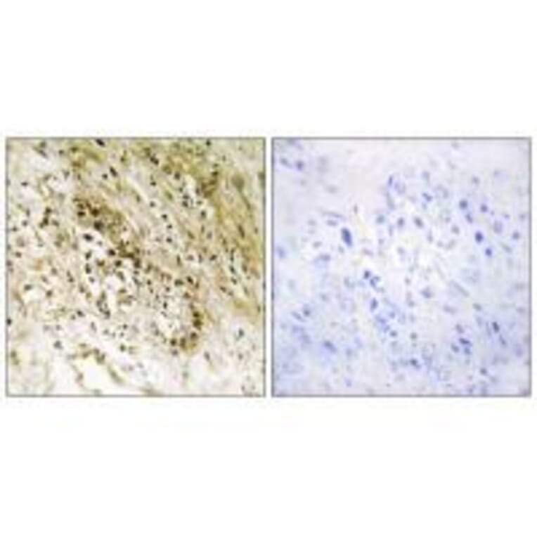 Immunohistochemistry - PDZD2 Antibody from Signalway Antibody (33574) - Antibodies.com