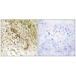 Immunohistochemistry - PDZD2 Antibody from Signalway Antibody (33574) - Antibodies.com