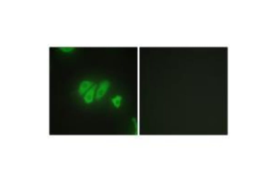 Immunofluorescence - PDZD2 Antibody from Signalway Antibody (33574) - Antibodies.com