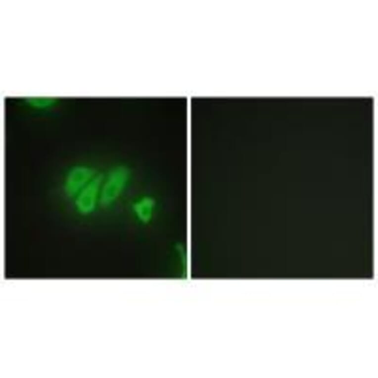 Immunofluorescence - PDZD2 Antibody from Signalway Antibody (33574) - Antibodies.com