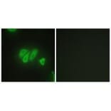 Immunofluorescence - PDZD2 Antibody from Signalway Antibody (33574) - Antibodies.com
