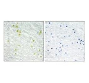 Immunohistochemistry - MED14 Antibody from Signalway Antibody (33592) - Antibodies.com