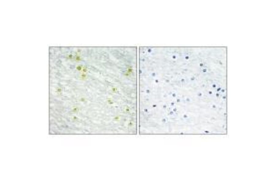 Immunohistochemistry - MED14 Antibody from Signalway Antibody (33592) - Antibodies.com