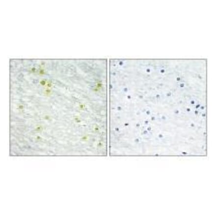 Immunohistochemistry - MED14 Antibody from Signalway Antibody (33592) - Antibodies.com