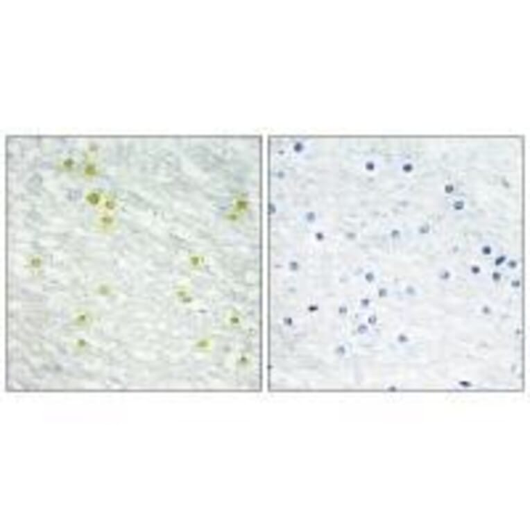 Immunohistochemistry - MED14 Antibody from Signalway Antibody (33592) - Antibodies.com