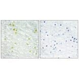Immunohistochemistry - MED14 Antibody from Signalway Antibody (33592) - Antibodies.com