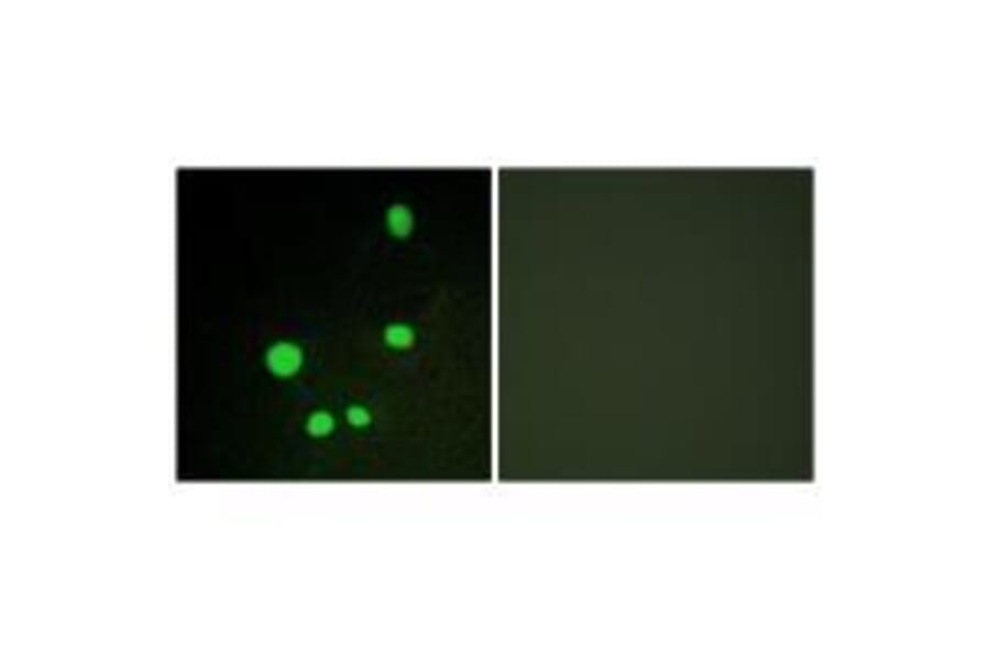 Immunofluorescence - MED14 Antibody from Signalway Antibody (33592) - Antibodies.com