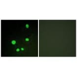 Immunofluorescence - MED14 Antibody from Signalway Antibody (33592) - Antibodies.com