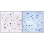 Immunohistochemistry - HMG17 Antibody from Signalway Antibody (33651) - Antibodies.com