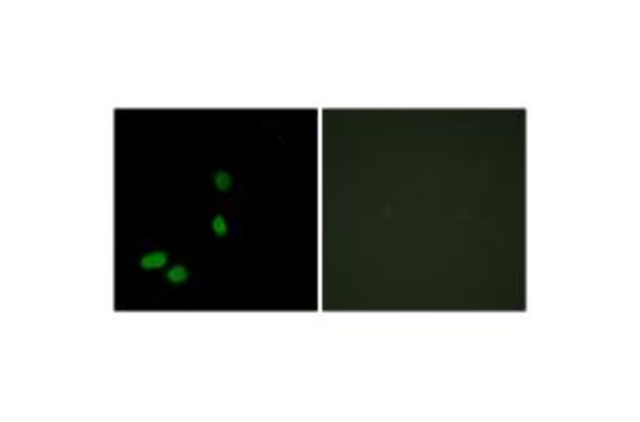 Immunofluorescence - HMG17 Antibody from Signalway Antibody (33651) - Antibodies.com