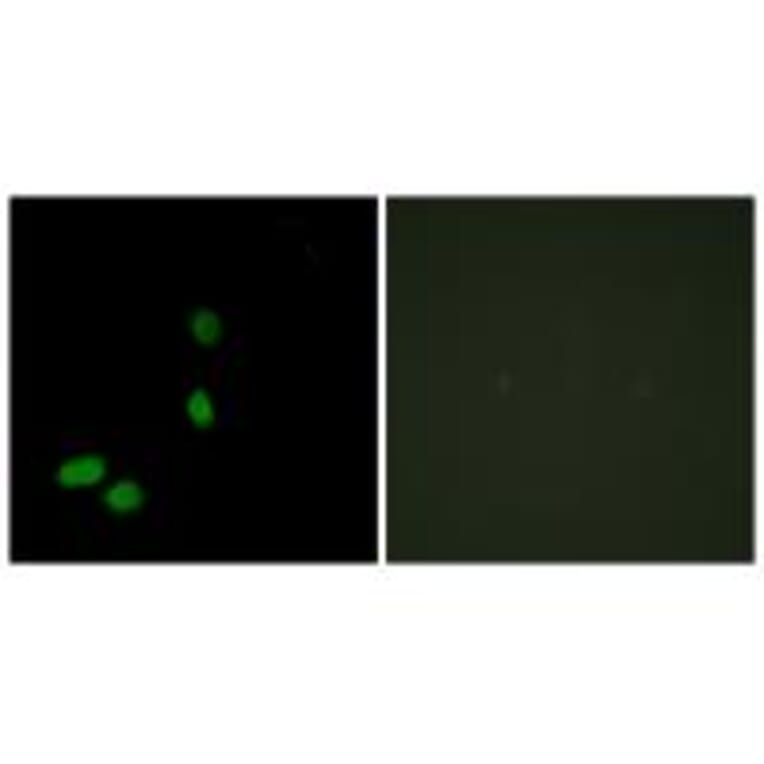 Immunofluorescence - HMG17 Antibody from Signalway Antibody (33651) - Antibodies.com