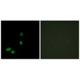 Immunofluorescence - HMG17 Antibody from Signalway Antibody (33651) - Antibodies.com