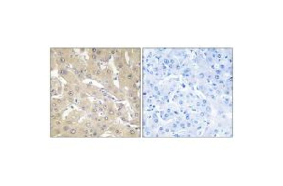 Immunohistochemistry - TNAP2 Antibody from Signalway Antibody (33851) - Antibodies.com