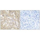 Immunohistochemistry - TNAP2 Antibody from Signalway Antibody (33851) - Antibodies.com