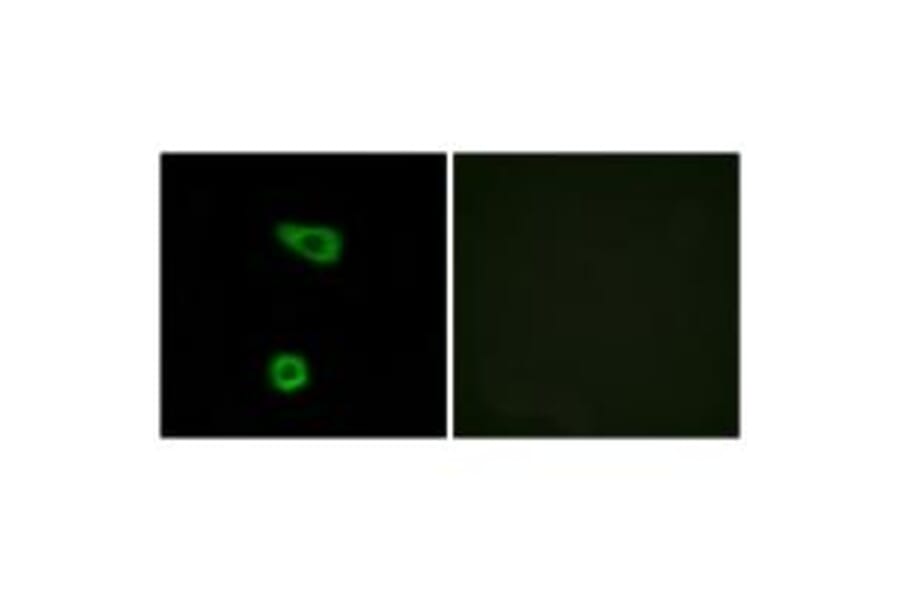 Immunofluorescence - TNAP2 Antibody from Signalway Antibody (33851) - Antibodies.com