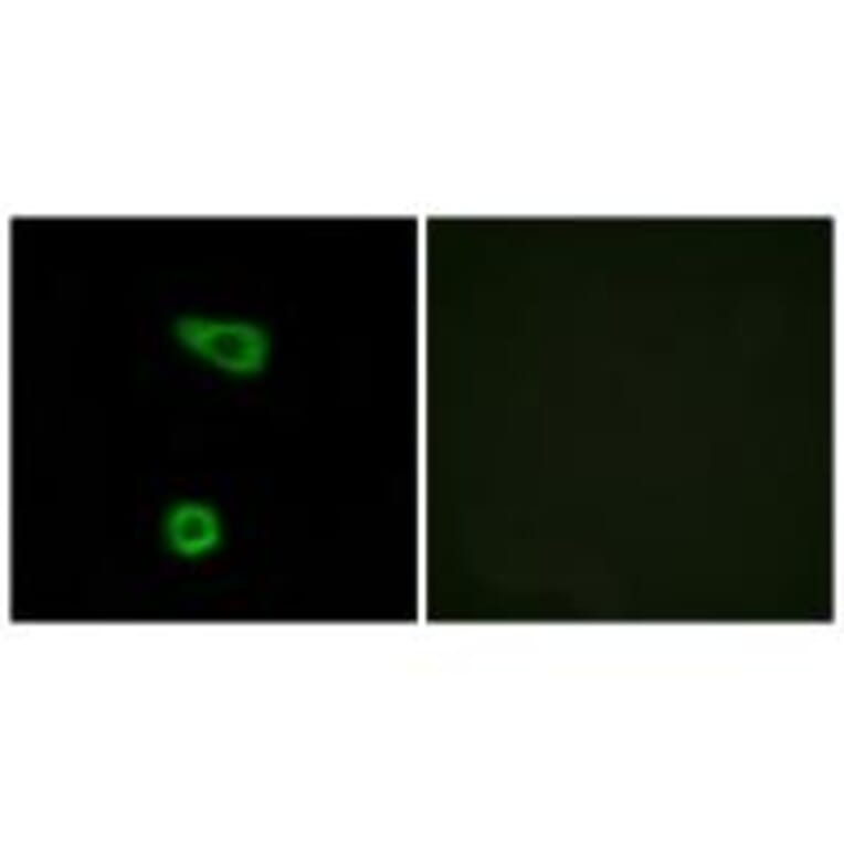 Immunofluorescence - TNAP2 Antibody from Signalway Antibody (33851) - Antibodies.com