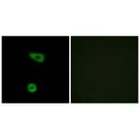 Immunofluorescence - TNAP2 Antibody from Signalway Antibody (33851) - Antibodies.com