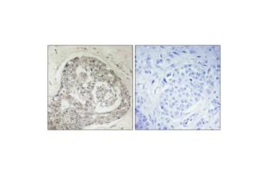 Immunohistochemistry - K0100 Antibody from Signalway Antibody (33883) - Antibodies.com