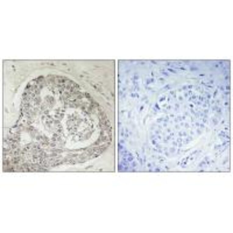 Immunohistochemistry - K0100 Antibody from Signalway Antibody (33883) - Antibodies.com