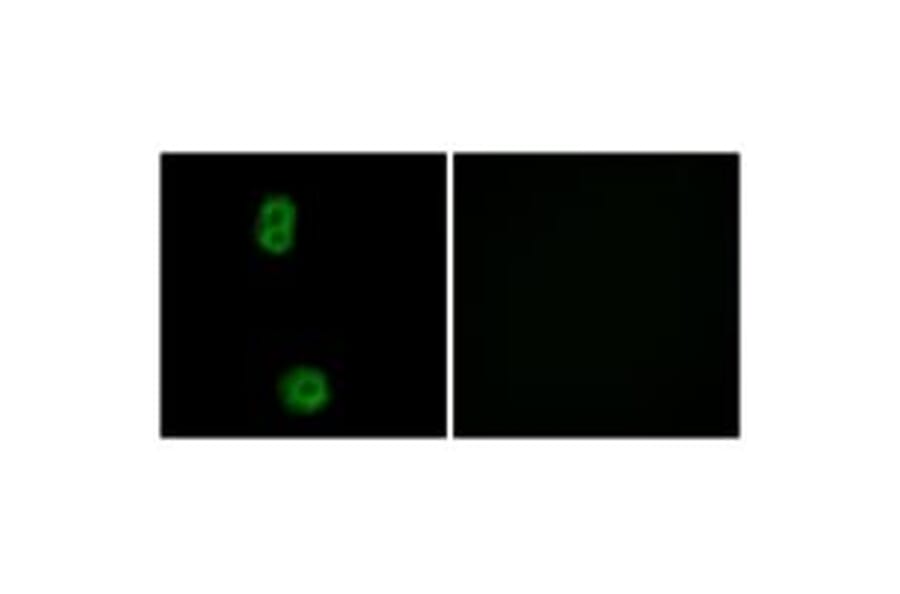 Immunofluorescence - K0100 Antibody from Signalway Antibody (33883) - Antibodies.com