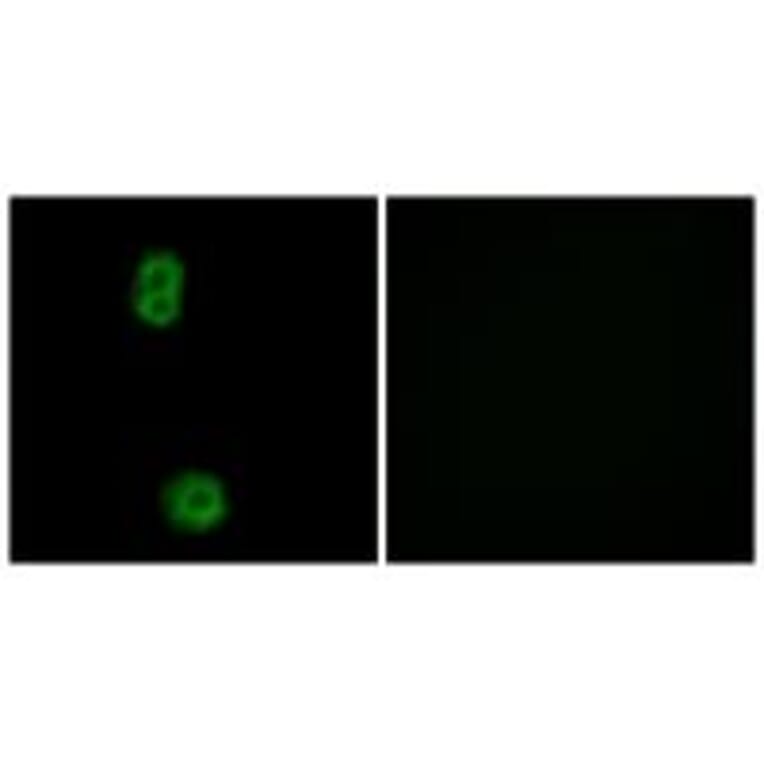 Immunofluorescence - K0100 Antibody from Signalway Antibody (33883) - Antibodies.com
