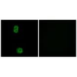 Immunofluorescence - K0100 Antibody from Signalway Antibody (33883) - Antibodies.com