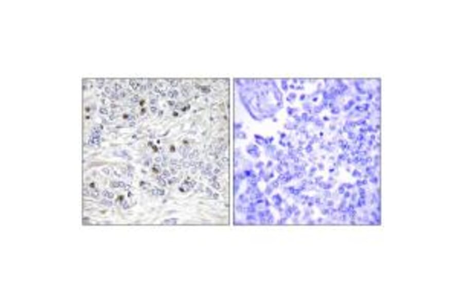 Immunohistochemistry - TEAD2 Antibody from Signalway Antibody (33900) - Antibodies.com