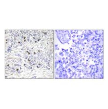 Immunohistochemistry - TEAD2 Antibody from Signalway Antibody (33900) - Antibodies.com