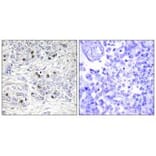 Immunohistochemistry - TEAD2 Antibody from Signalway Antibody (33900) - Antibodies.com
