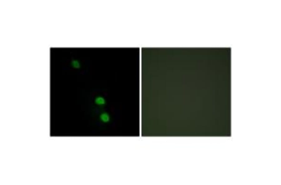 Immunofluorescence - TEAD2 Antibody from Signalway Antibody (33900) - Antibodies.com