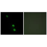 Immunofluorescence - TEAD2 Antibody from Signalway Antibody (33900) - Antibodies.com