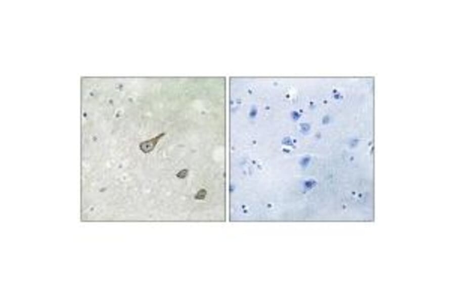 Immunohistochemistry - DGKK Antibody from Signalway Antibody (33927) - Antibodies.com