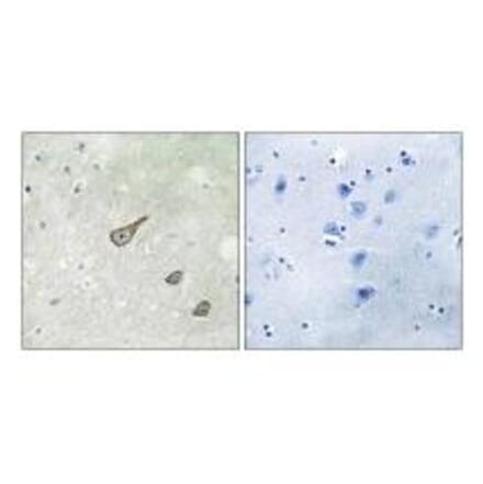 Immunohistochemistry - DGKK Antibody from Signalway Antibody (33927) - Antibodies.com