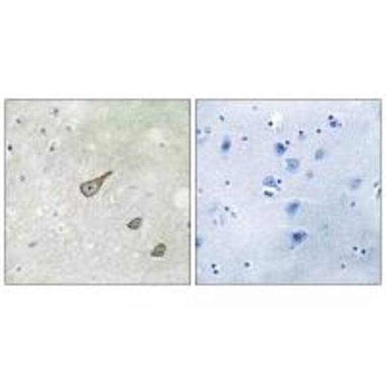 Immunohistochemistry - DGKK Antibody from Signalway Antibody (33927) - Antibodies.com