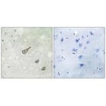 Immunohistochemistry - DGKK Antibody from Signalway Antibody (33927) - Antibodies.com