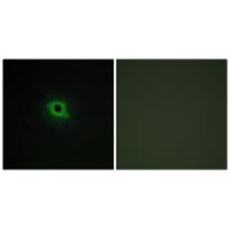 Immunofluorescence - DGKK Antibody from Signalway Antibody (33927) - Antibodies.com
